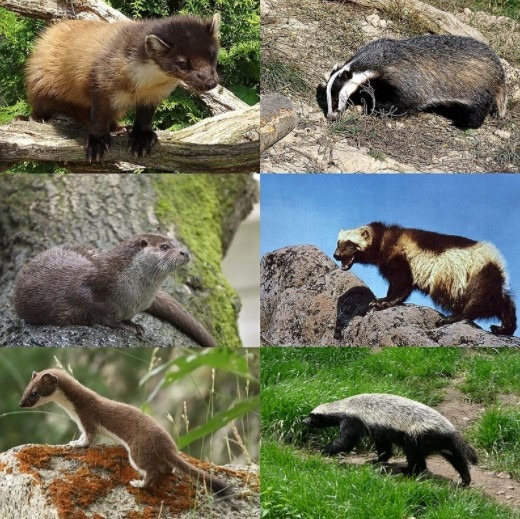 WEASELS, POLECATS, BADGERS & OTTERS – Mustelidae