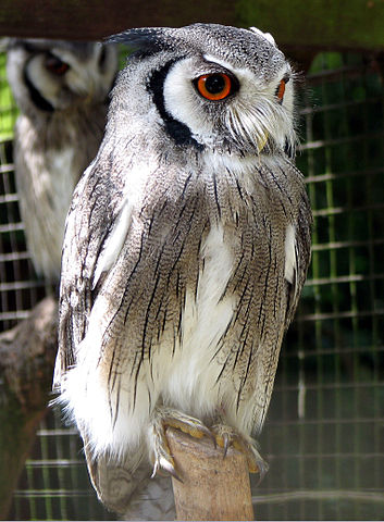 White-faced Owl