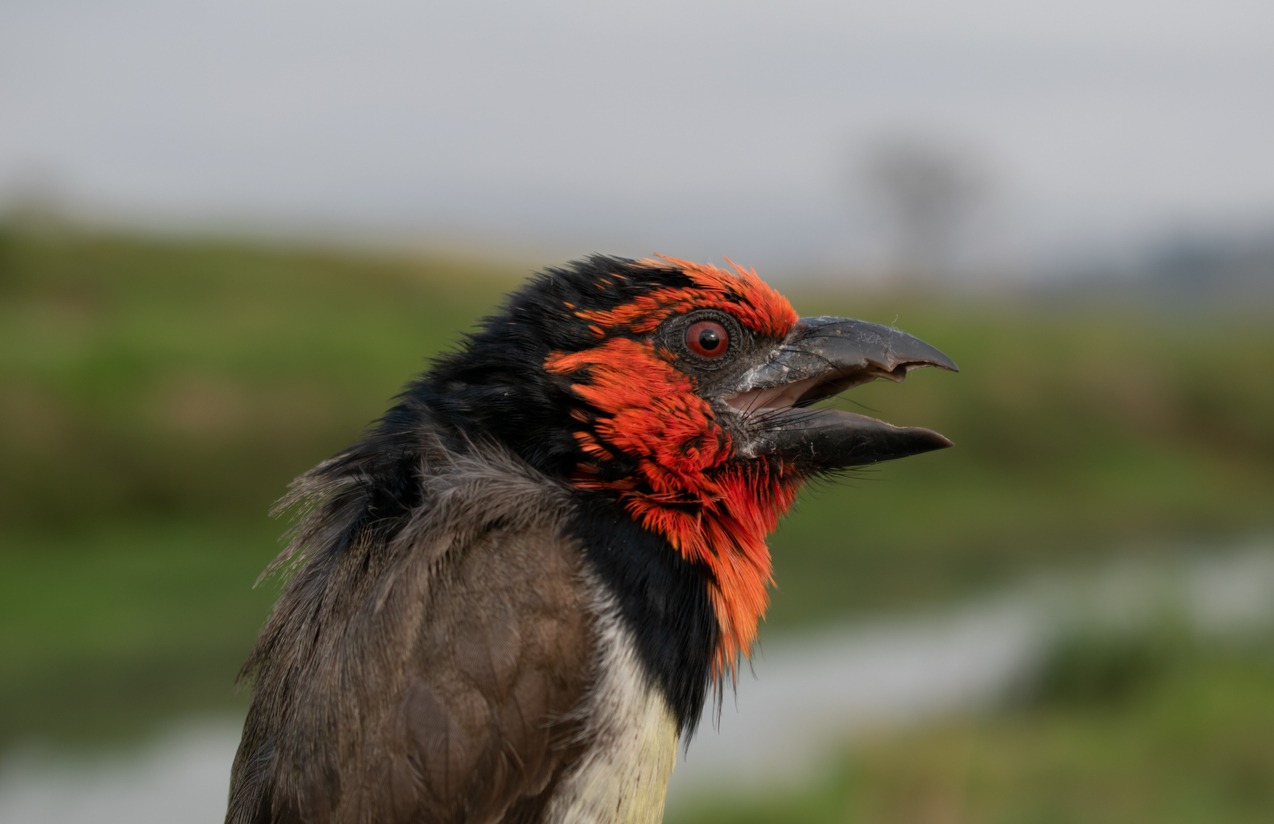 collared Barbet