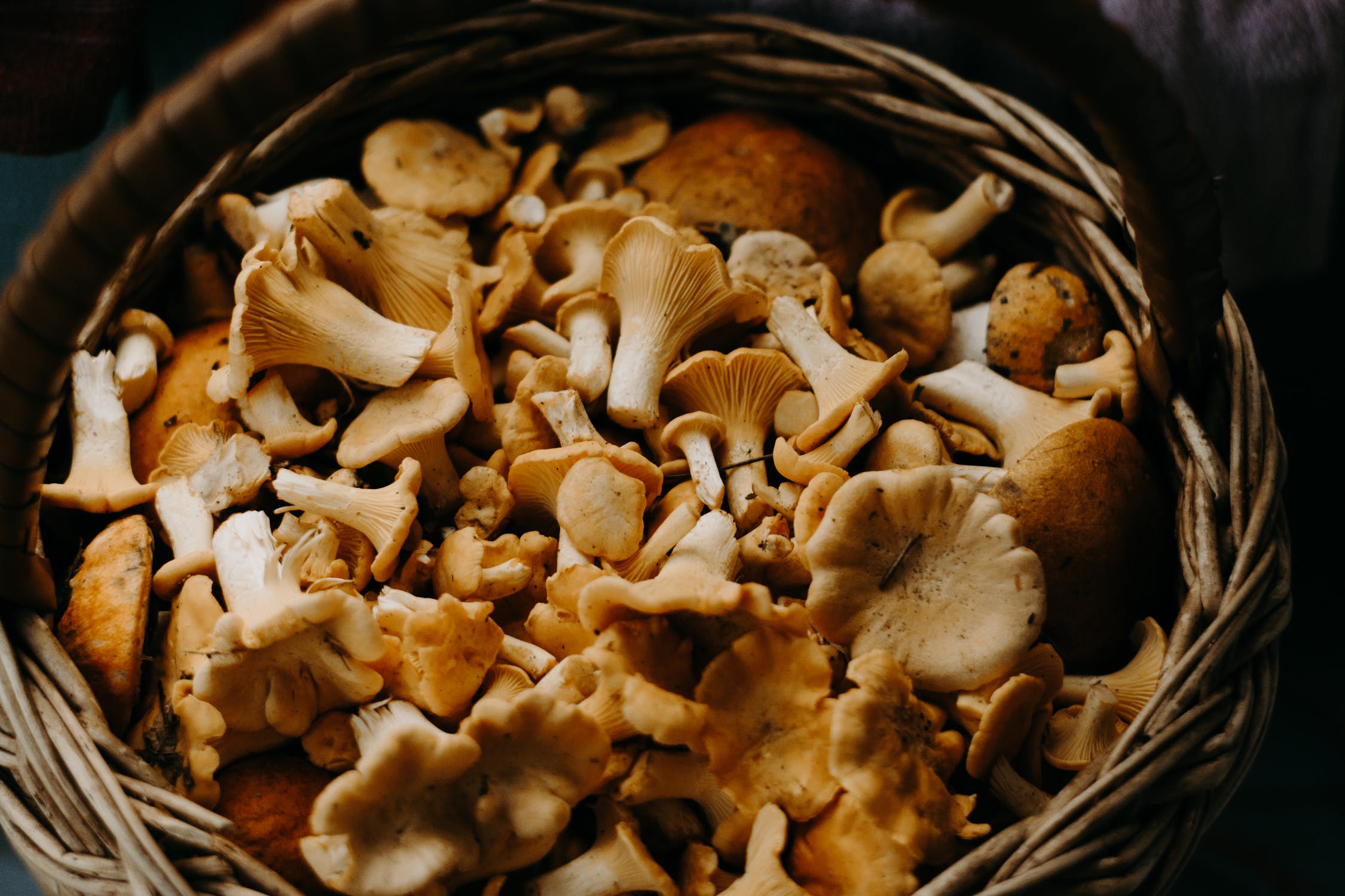 Quercetin mushrooms