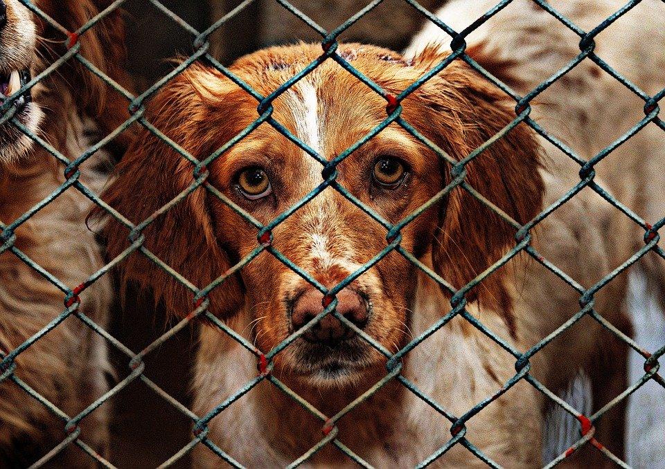 7 Encouraging Reasons to Adopt From an Animal Shelter