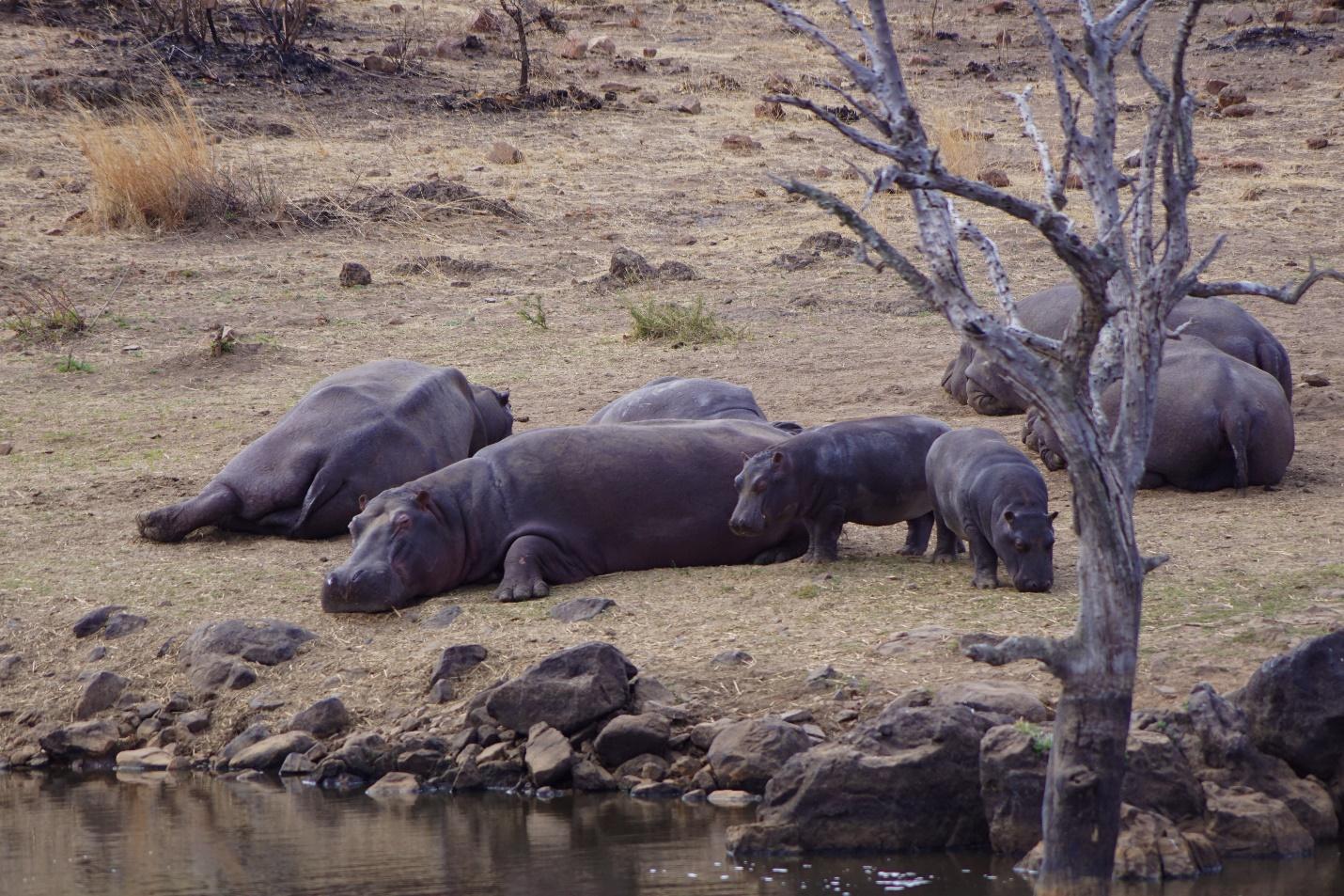 Hippopotamus in Zimbabwe