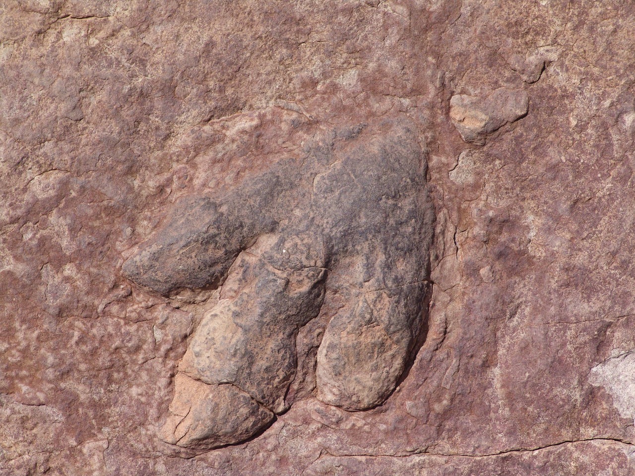 prehistoric fossils africa