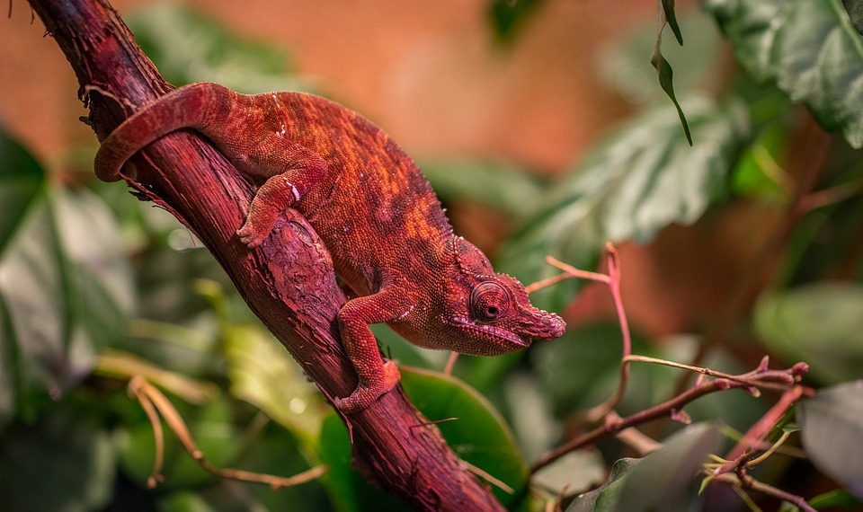 Mistakes to Avoid When Petting A Chameleon