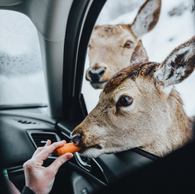 A person feeding carrots to brown deer in a car from hand