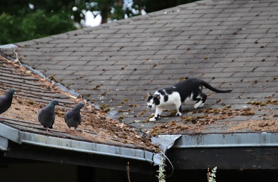 A white and black colored cat, locking eyes on birds to hunt them