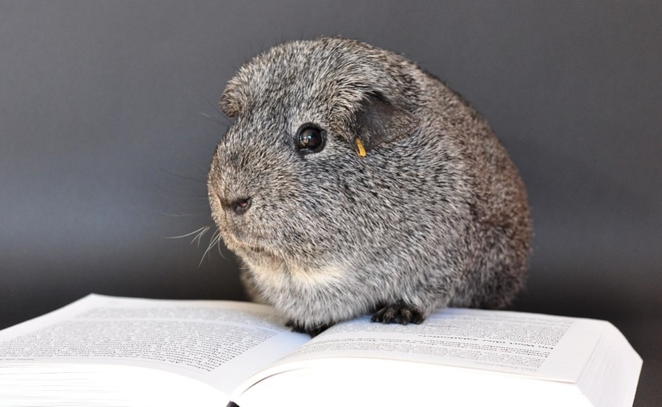 Guinea Pig sitting on a book