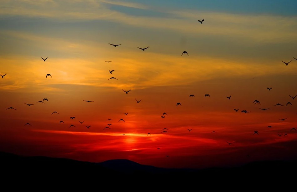 Sunset picture with birds across the beautiful landscape