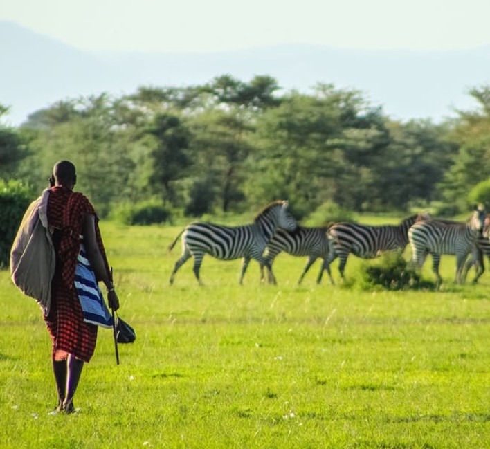 Tribal person on green grass near zebras