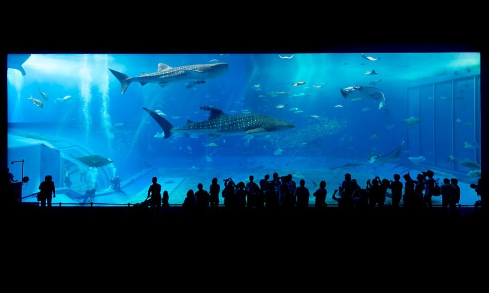 a large aquarium exhibit