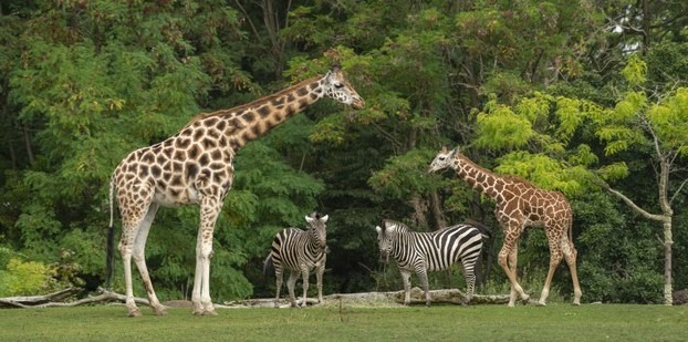 two giraffes with two zebras near each other in their natural habitat