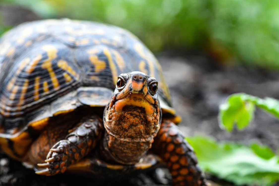 5 questions on tortoise food answered