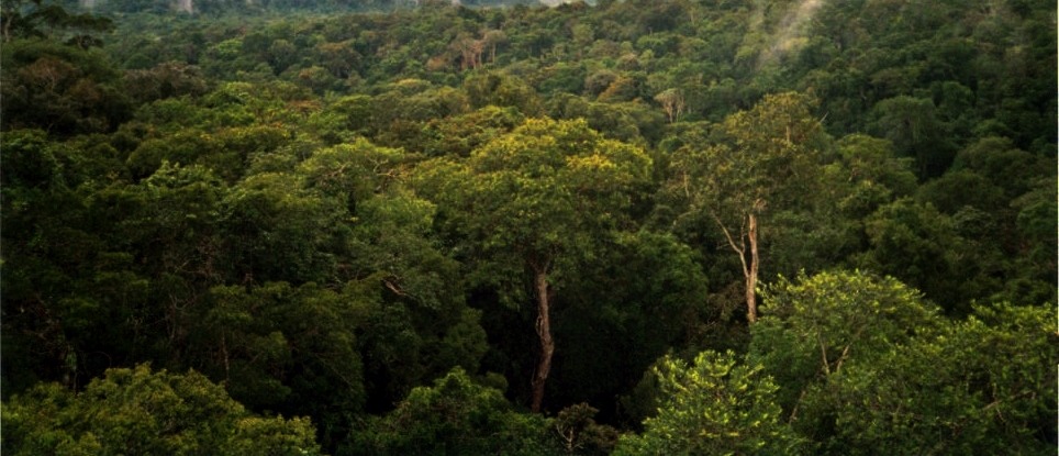 Amazon-Manaus-forest