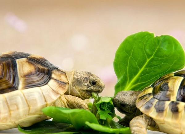 Food for thought 5 questions on tortoise food answered