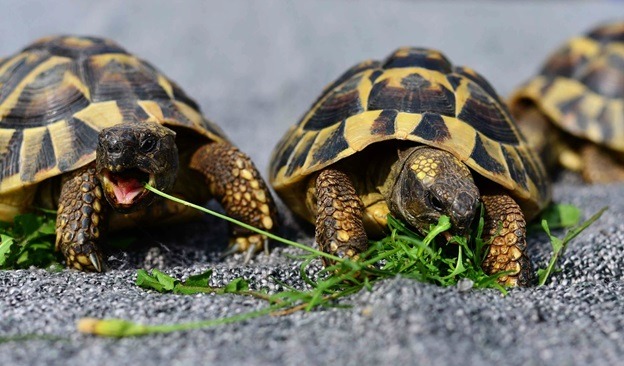 What do tortoises eat