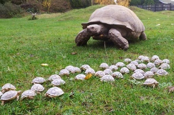 What not to give to your tortoise