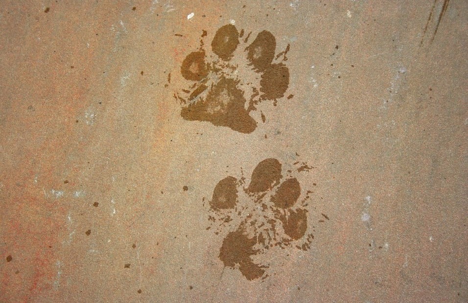 animals footprints