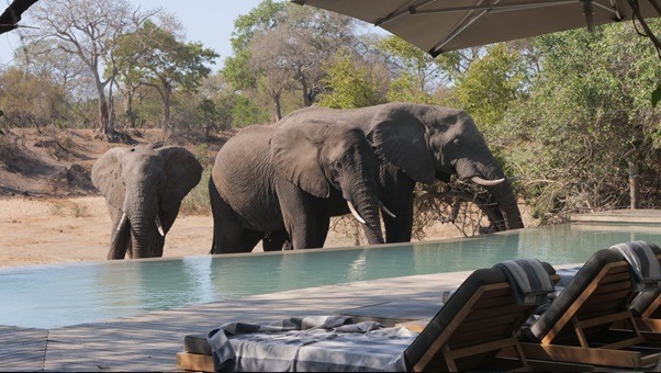 Going on a Luxury Safari The Ultimate Guide to Alternative Holidays