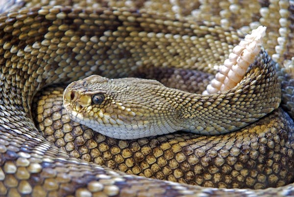 5 Venomous Snakes You May Find in Africa