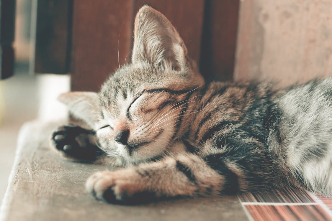 A Guide to CBD Oil for Cats with Arthritis