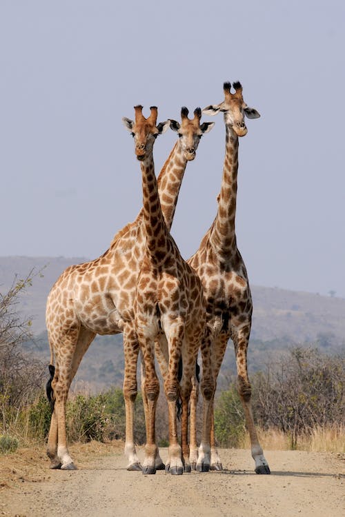 Rothschild’s Giraffe
