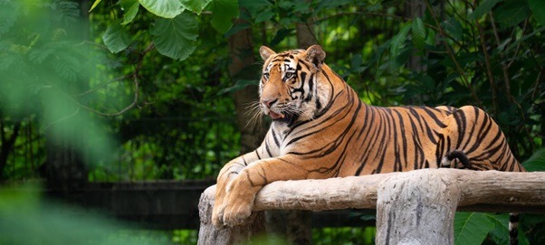 What is a Bengal Tiger 2