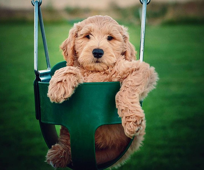 How Much Do Miniature Goldendoodles Cost