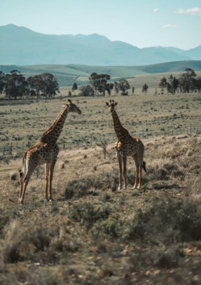 2 giraffes in the safari