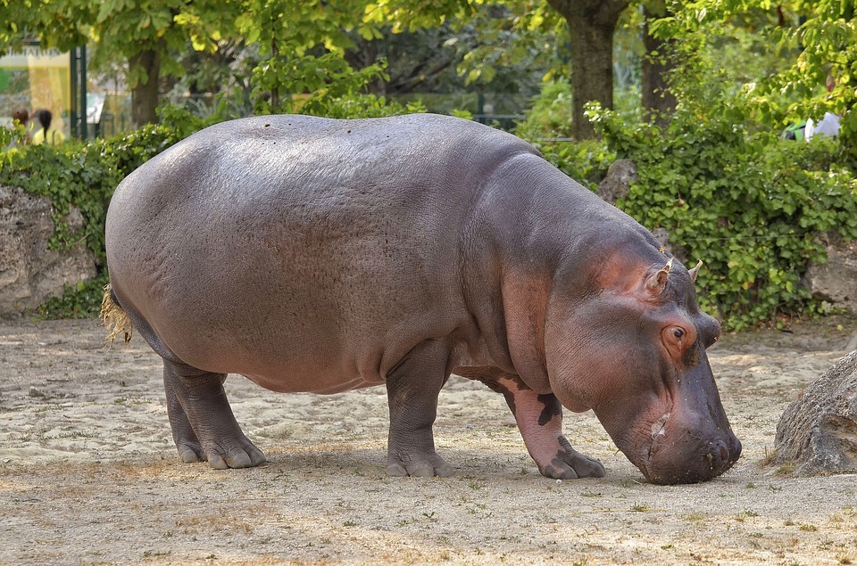The physical characteristics of a Hippopotamus