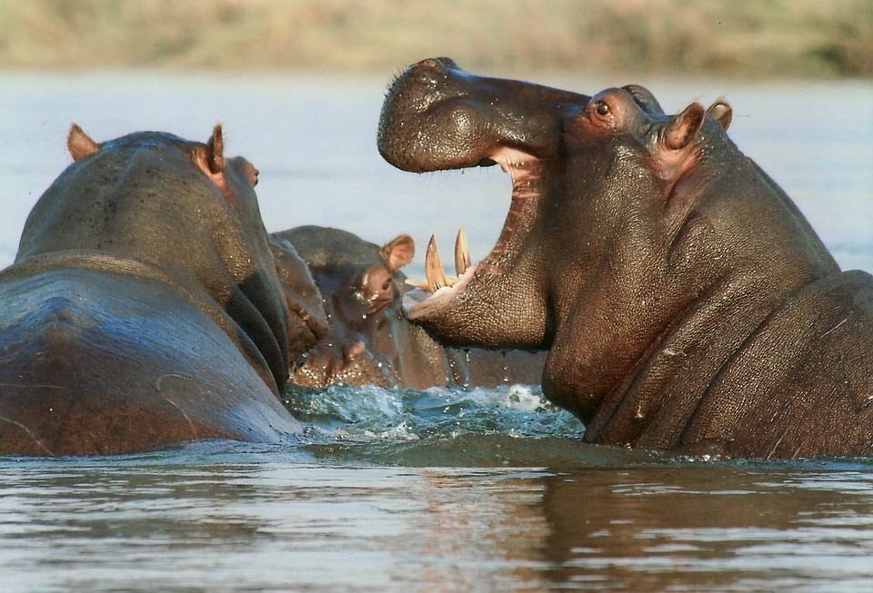 Things to Know About the Hippopotamus