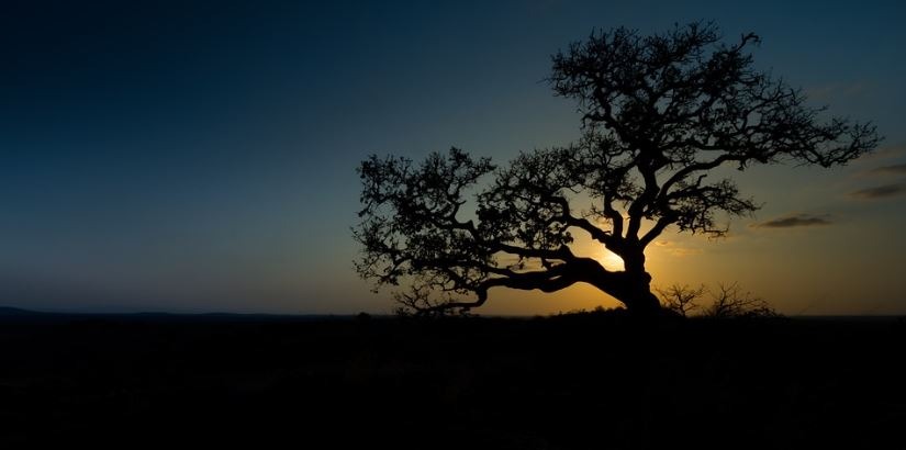 a fig tree in the twilight