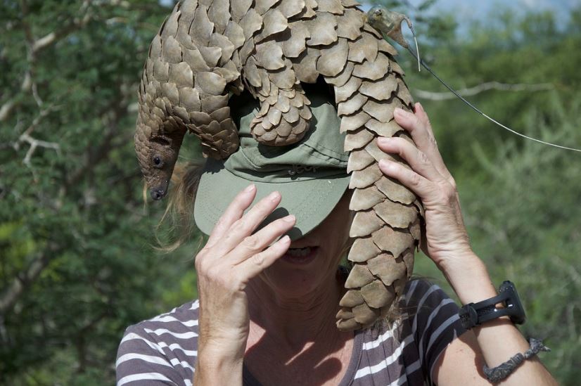 a pangolin on the head of a woman