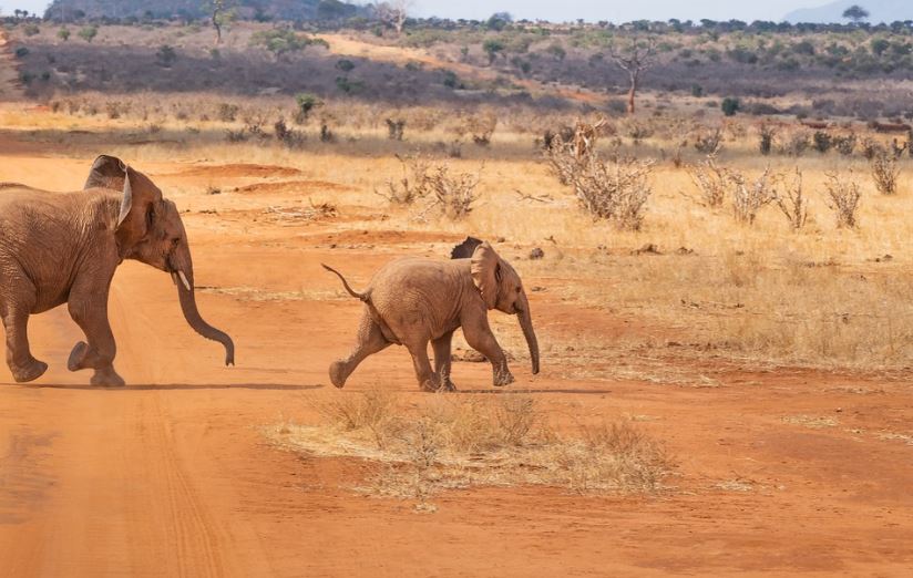 a safari landscape with two elephants