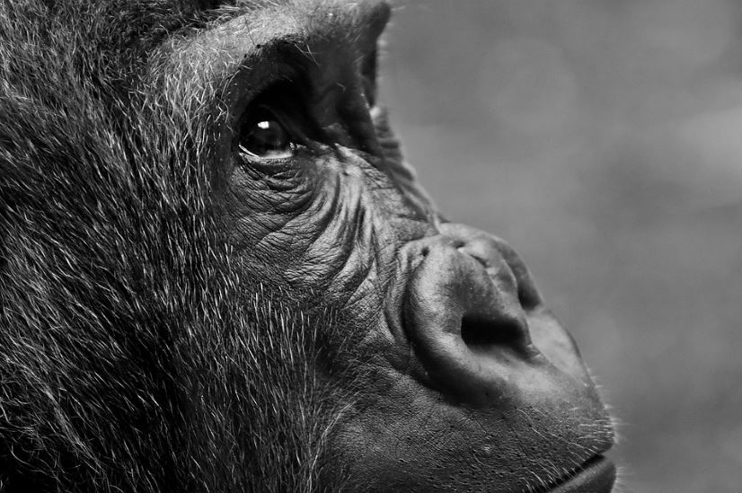 an image of a gorilla