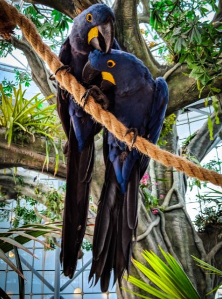 two hyacinth macaws perching on a rope