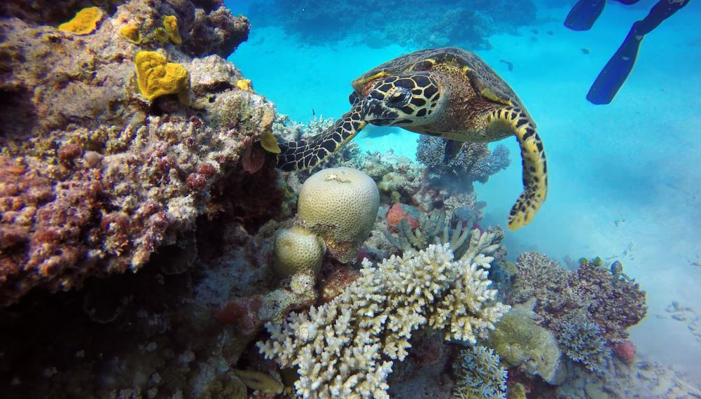 Sea turtle in the Great Barrier Reef
