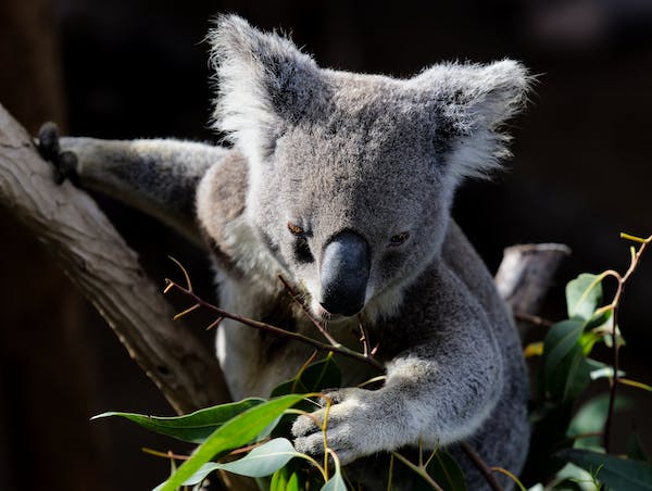 What are the major wildlife habitats of Australia