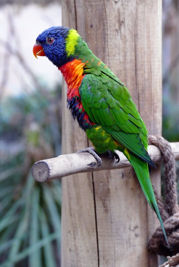 What are the major bird species in Australia