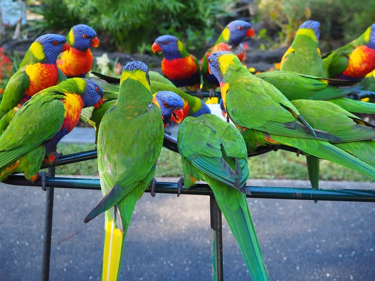 What are the major bird species in Australia?