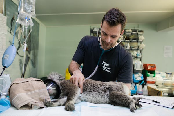 Top 5 Qualities To Look For In A Veterinarian