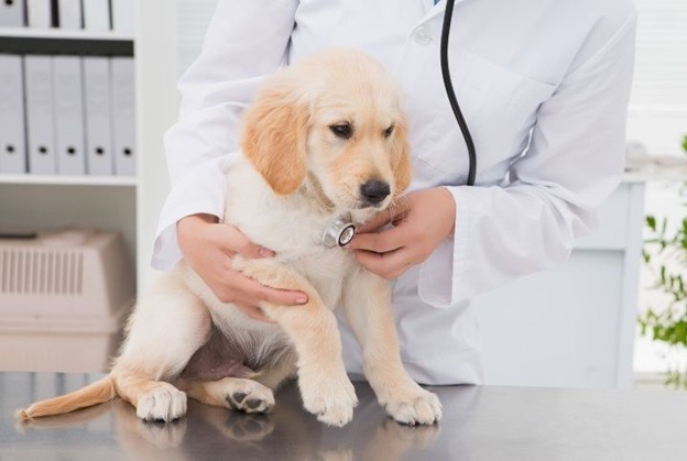 8 signs you should take your dog to vet