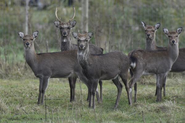 How the African Waterbuck Differs from American Deer