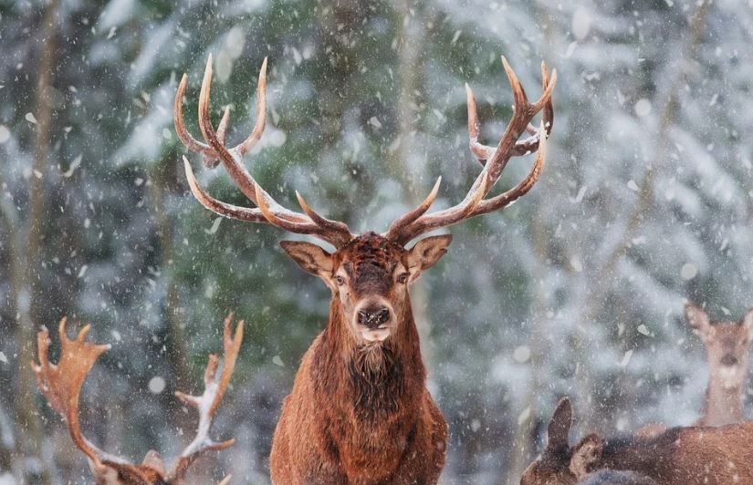 Reindeer Elk Deer