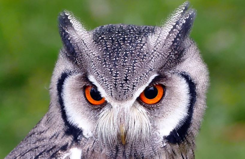 Southern White Faced Owl