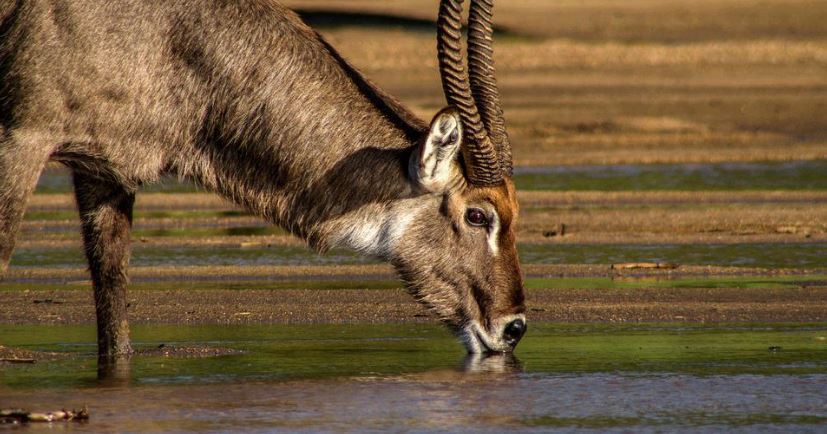 Waterbuck Antelope Animal
