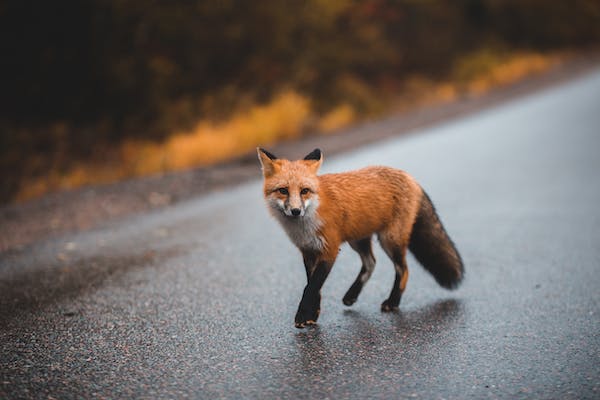 What Are The Fox Species In Africa