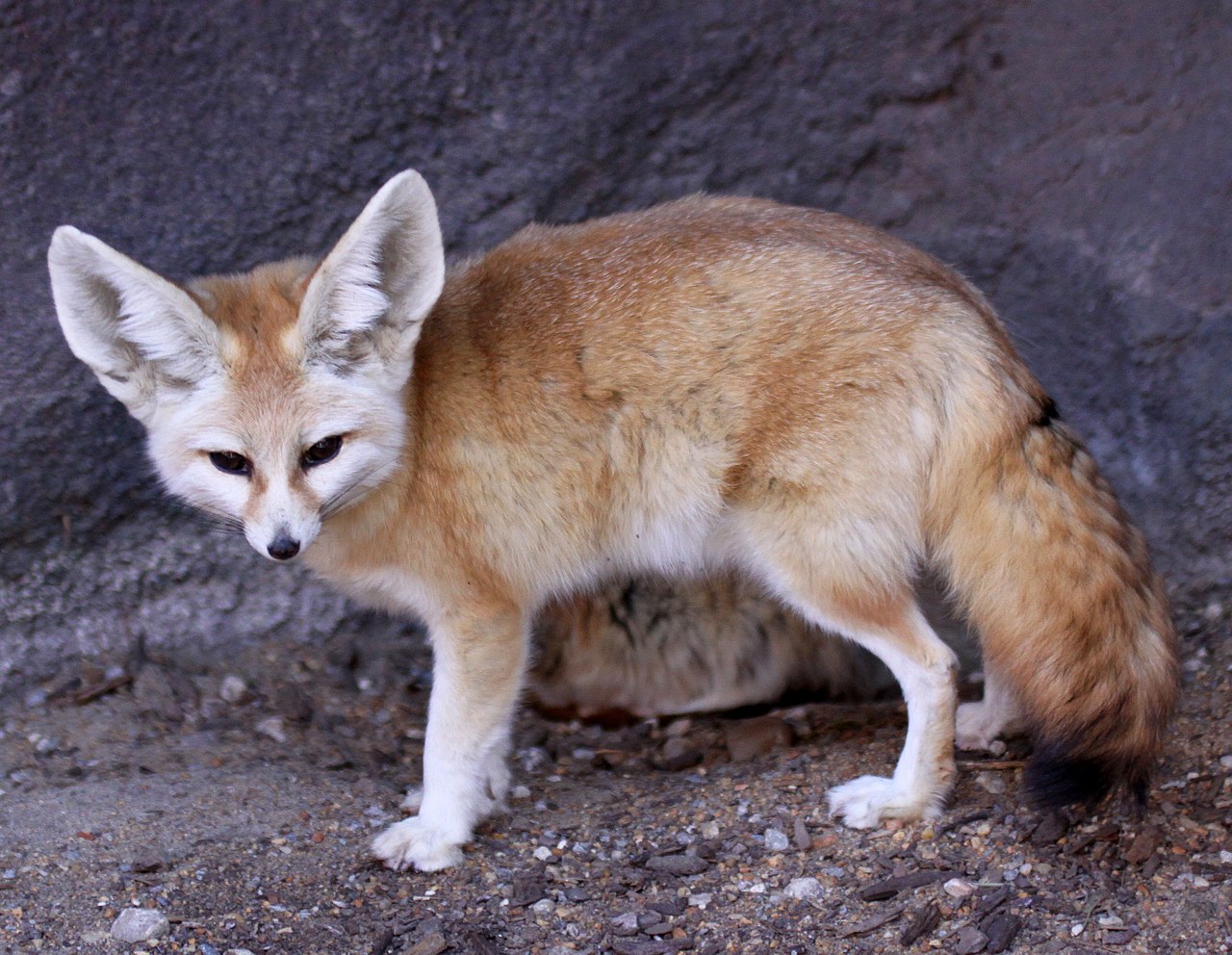 What Are The Fox Species In Africa?