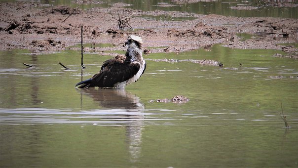 African Fish Eagle’s diet
