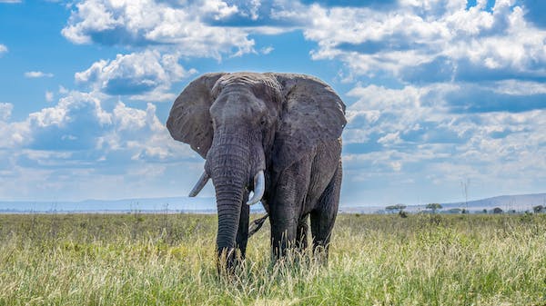 Animals Found in the African Grasslands
