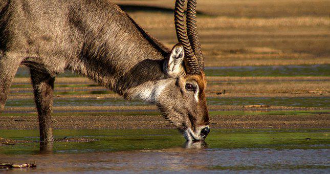 Zoos Where You Can See Waterbuck
